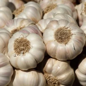 Garlic Export from India – Fresh White Garlic