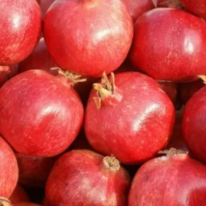 Pomegranate Export from India